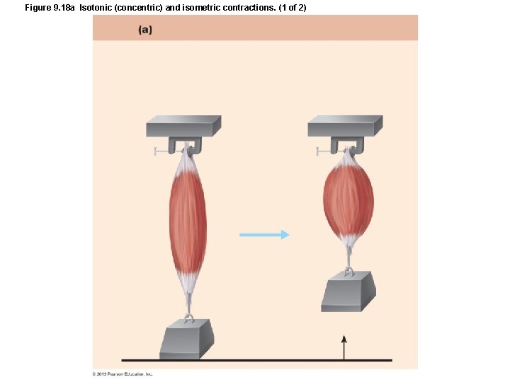 Figure 9. 18 a Isotonic (concentric) and isometric contractions. (1 of 2) Figure 9. 18 a Isotonic (concentric) and isometric contractions. (1 of 2)