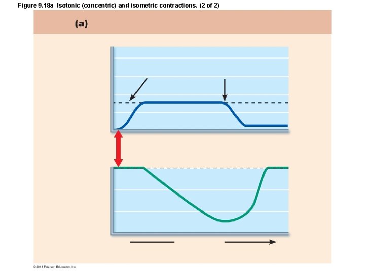 Figure 9. 18 a Isotonic (concentric) and isometric contractions. (2 of 2) Figure 9. 18 a Isotonic (concentric) and isometric contractions. (2 of 2)