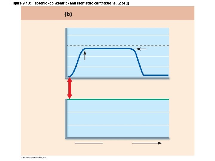 Figure 9. 18 b Isotonic (concentric) and isometric contractions. (2 of 2) Figure 9. 18 b Isotonic (concentric) and isometric contractions. (2 of 2)