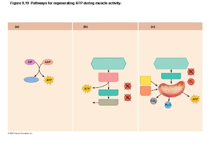 Figure 9. 19 Pathways for regenerating ATP during muscle activity. Figure 9. 19 Pathways for regenerating ATP during muscle activity.