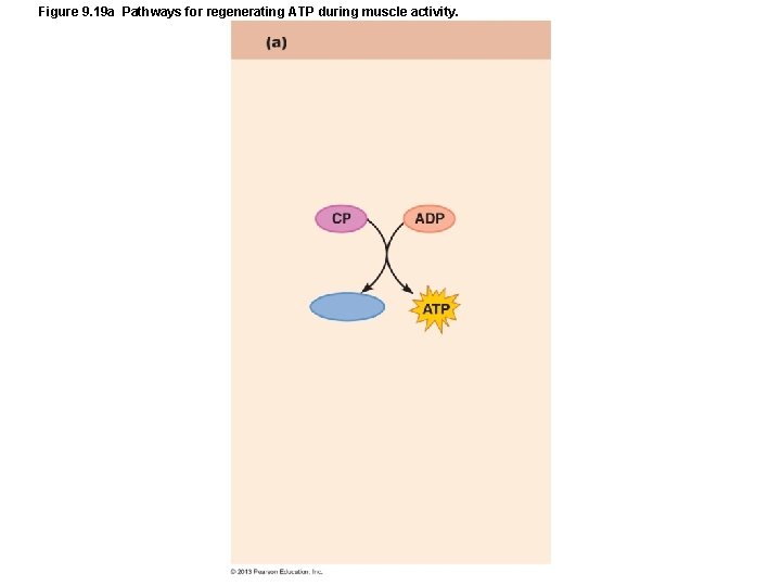 Figure 9. 19 a Pathways for regenerating ATP during muscle activity. Figure 9. 19 a Pathways for regenerating ATP during muscle activity.