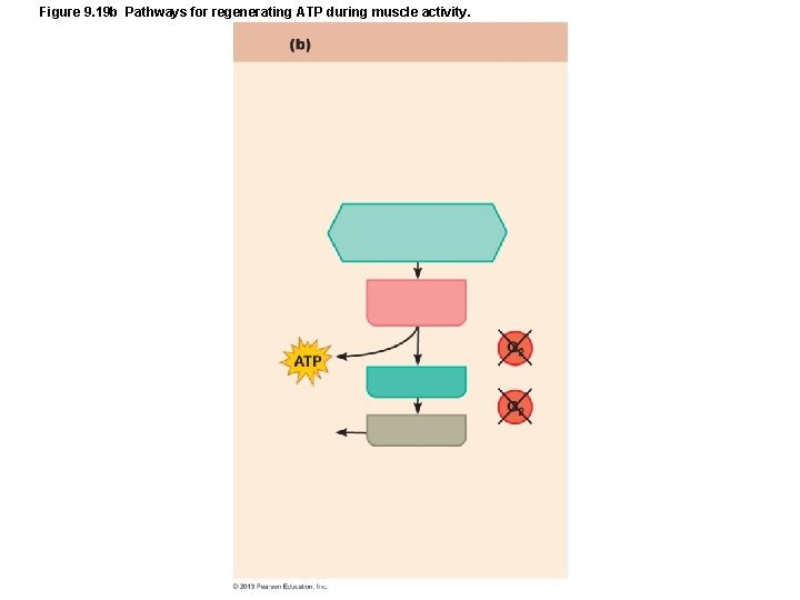 Figure 9. 19 b Pathways for regenerating ATP during muscle activity. Figure 9. 19 b Pathways for regenerating ATP during muscle activity.