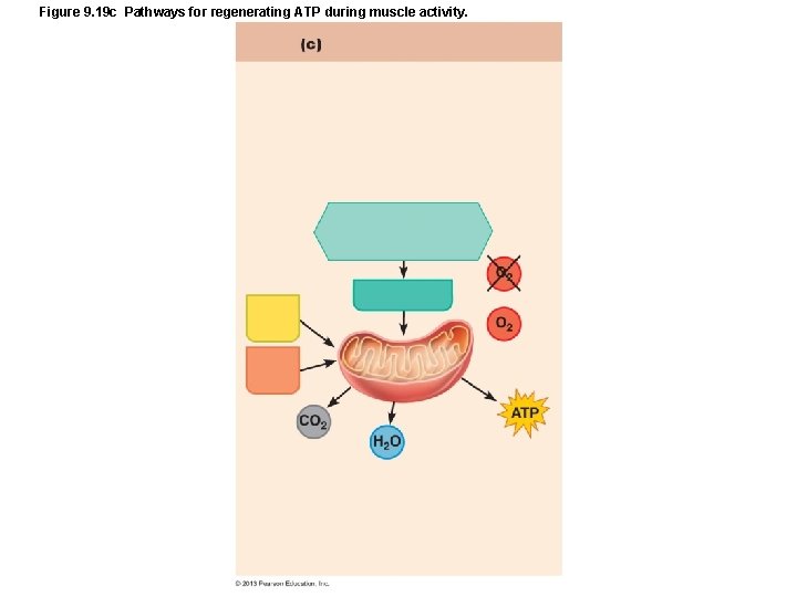 Figure 9. 19 c Pathways for regenerating ATP during muscle activity. Figure 9. 19 c Pathways for regenerating ATP during muscle activity.