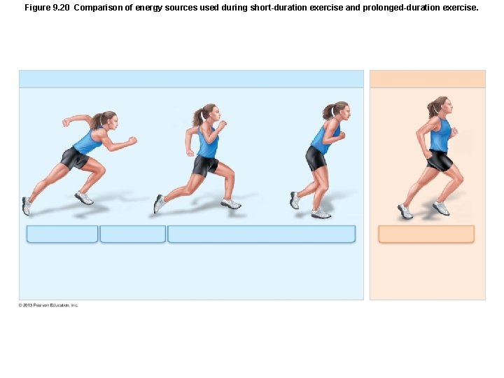 Figure 9. 20 Comparison of energy sources used during short-duration exercise and prolonged-duration exercise. Figure 9. 20 Comparison of energy sources used during short-duration exercise and prolonged-duration exercise.