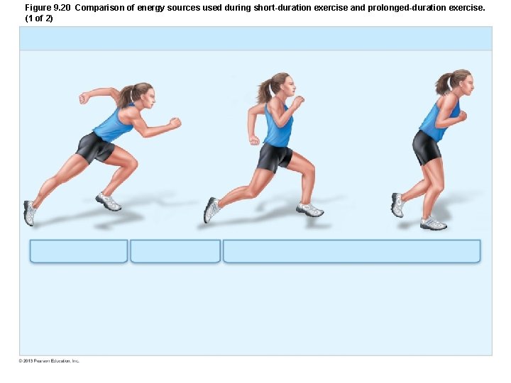 Figure 9. 20 Comparison of energy sources used during short-duration exercise and prolonged-duration exercise. Figure 9. 20 Comparison of energy sources used during short-duration exercise and prolonged-duration exercise.