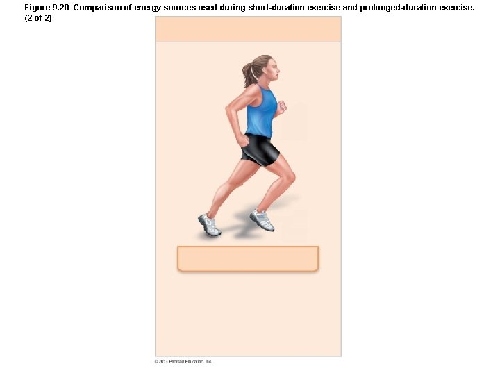 Figure 9. 20 Comparison of energy sources used during short-duration exercise and prolonged-duration exercise. Figure 9. 20 Comparison of energy sources used during short-duration exercise and prolonged-duration exercise.
