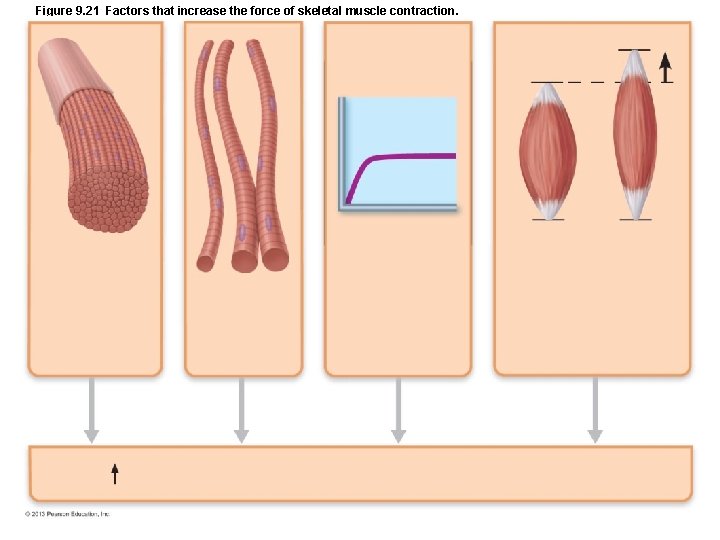 Figure 9. 21 Factors that increase the force of skeletal muscle contraction. Figure 9. 21 Factors that increase the force of skeletal muscle contraction.