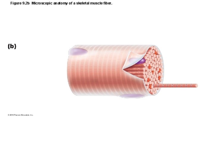 Figure 9. 2 b Microscopic anatomy of a skeletal muscle fiber. Figure 9. 2 b Microscopic anatomy of a skeletal muscle fiber.