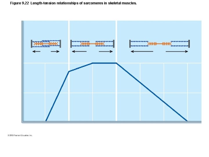 Figure 9. 22 Length-tension relationships of sarcomeres in skeletal muscles. Figure 9. 22 Length-tension relationships of sarcomeres in skeletal muscles.
