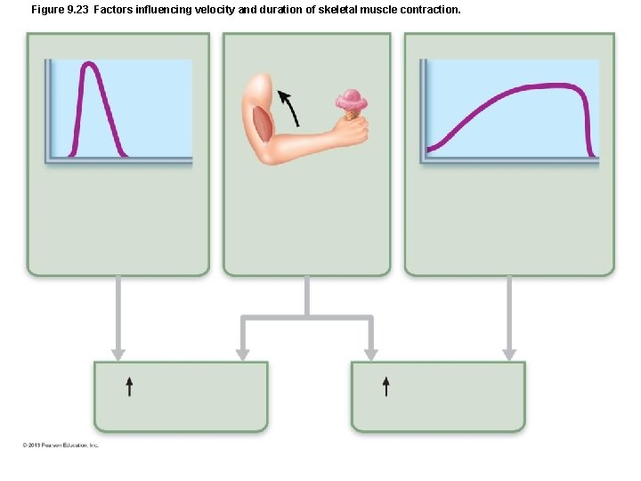 Figure 9. 23 Factors influencing velocity and duration of skeletal muscle contraction. Figure 9. 23 Factors influencing velocity and duration of skeletal muscle contraction.