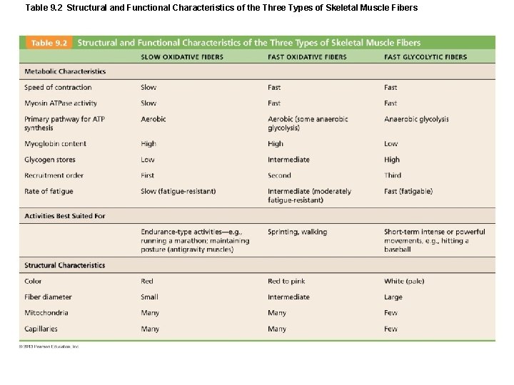 Table 9. 2 Structural and Functional Characteristics of the Three Types of Skeletal Muscle Table 9. 2 Structural and Functional Characteristics of the Three Types of Skeletal Muscle