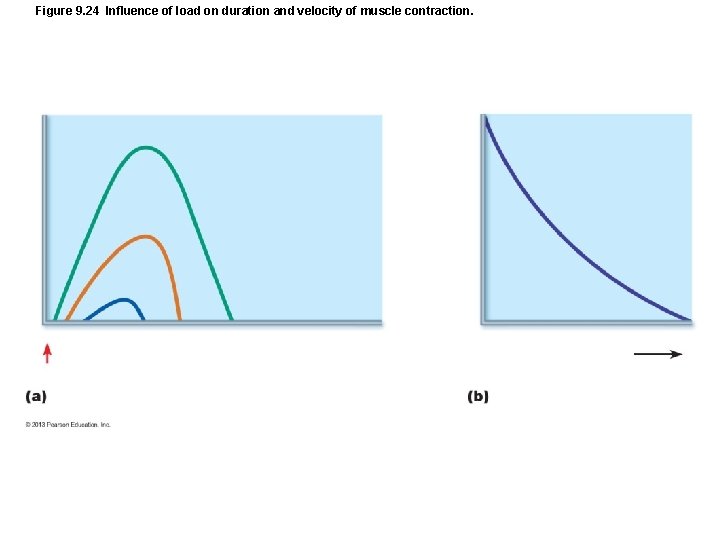 Figure 9. 24 Influence of load on duration and velocity of muscle contraction. Figure 9. 24 Influence of load on duration and velocity of muscle contraction.