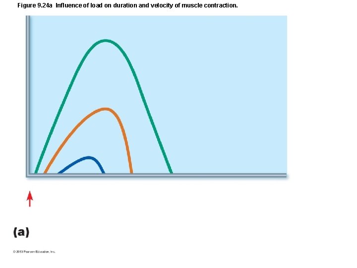 Figure 9. 24 a Influence of load on duration and velocity of muscle contraction. Figure 9. 24 a Influence of load on duration and velocity of muscle contraction.