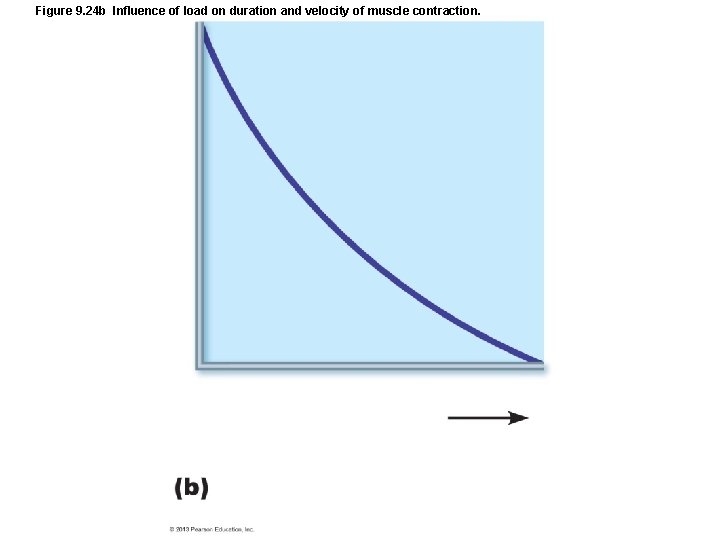 Figure 9. 24 b Influence of load on duration and velocity of muscle contraction. Figure 9. 24 b Influence of load on duration and velocity of muscle contraction.