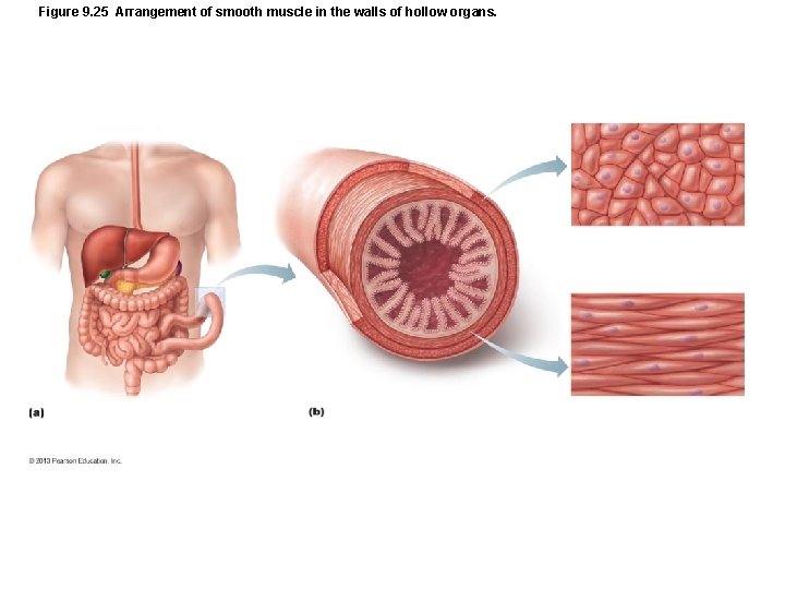 Figure 9. 25 Arrangement of smooth muscle in the walls of hollow organs. Figure 9. 25 Arrangement of smooth muscle in the walls of hollow organs.