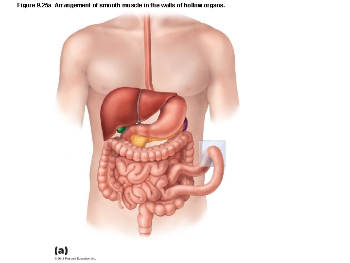 Figure 9. 25 a Arrangement of smooth muscle in the walls of hollow organs. Figure 9. 25 a Arrangement of smooth muscle in the walls of hollow organs.