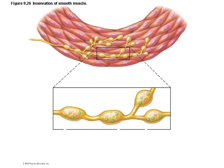Figure 9. 26 Innervation of smooth muscle. Figure 9. 26 Innervation of smooth muscle.
