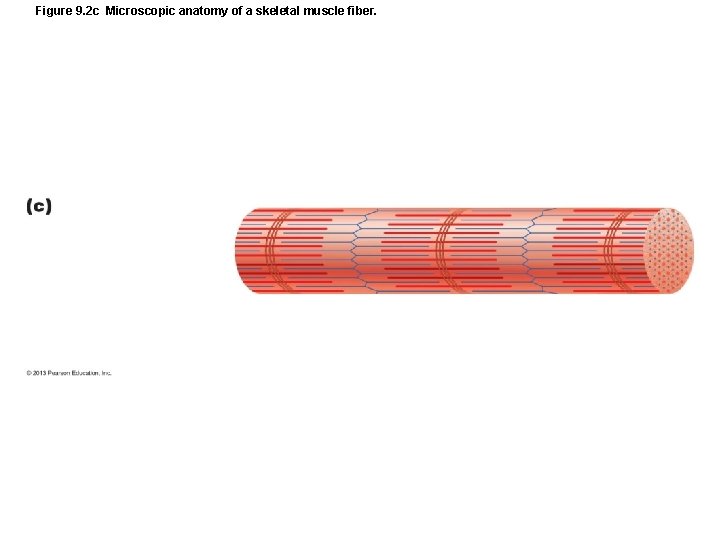 Figure 9. 2 c Microscopic anatomy of a skeletal muscle fiber. Figure 9. 2 c Microscopic anatomy of a skeletal muscle fiber.