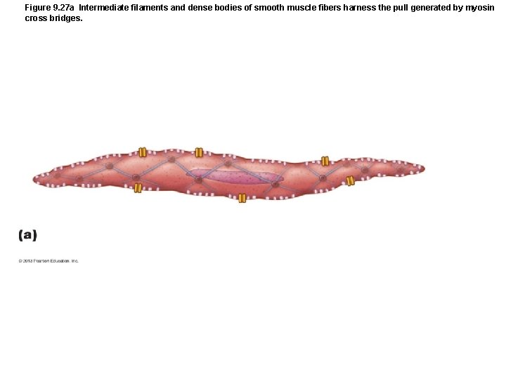 Figure 9. 27 a Intermediate filaments and dense bodies of smooth muscle fibers harness Figure 9. 27 a Intermediate filaments and dense bodies of smooth muscle fibers harness