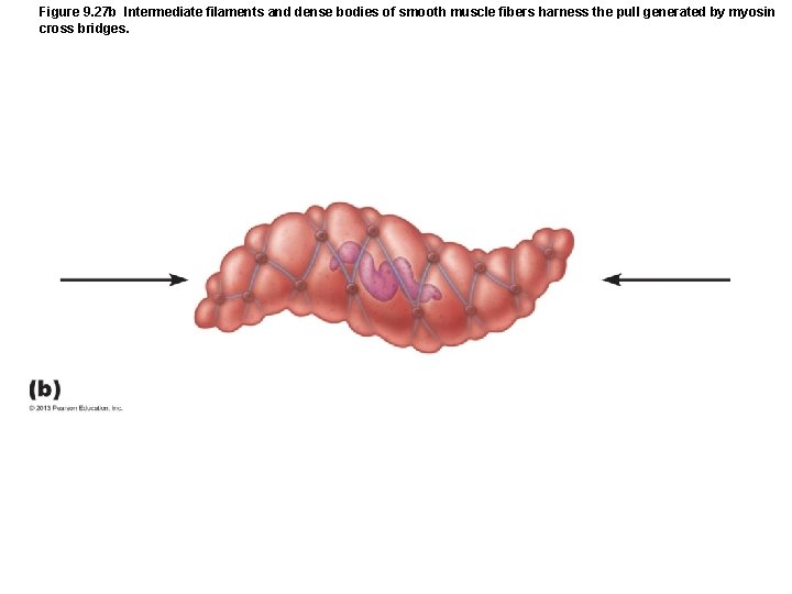 Figure 9. 27 b Intermediate filaments and dense bodies of smooth muscle fibers harness Figure 9. 27 b Intermediate filaments and dense bodies of smooth muscle fibers harness