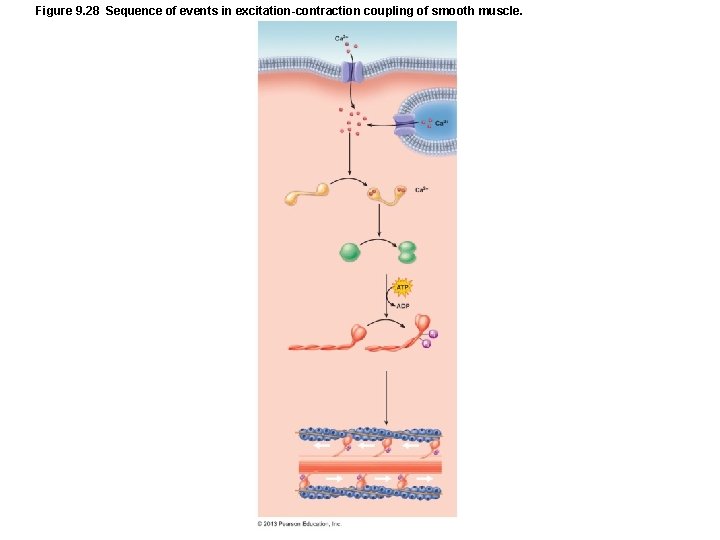 Figure 9. 28 Sequence of events in excitation-contraction coupling of smooth muscle. Figure 9. 28 Sequence of events in excitation-contraction coupling of smooth muscle.