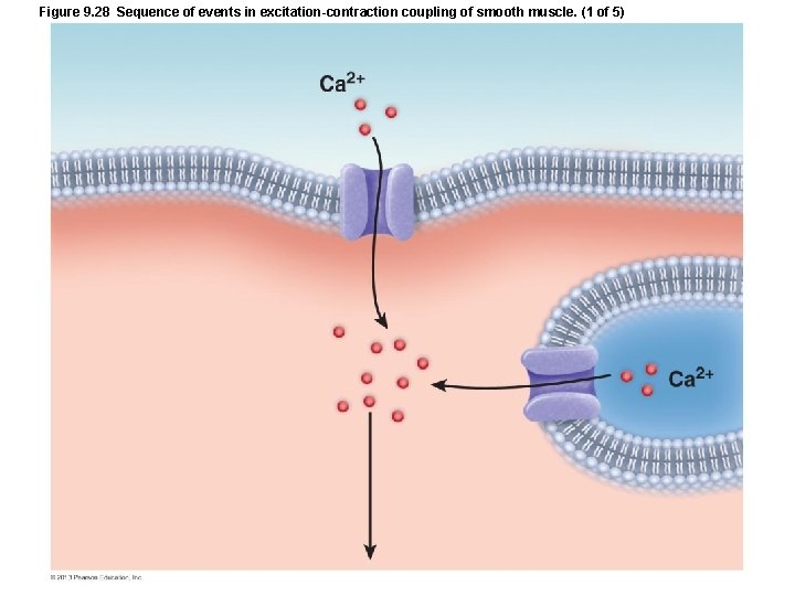 Figure 9. 28 Sequence of events in excitation-contraction coupling of smooth muscle. (1 of Figure 9. 28 Sequence of events in excitation-contraction coupling of smooth muscle. (1 of