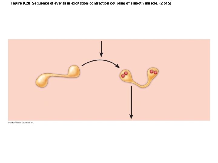 Figure 9. 28 Sequence of events in excitation-contraction coupling of smooth muscle. (2 of Figure 9. 28 Sequence of events in excitation-contraction coupling of smooth muscle. (2 of