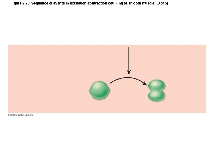 Figure 9. 28 Sequence of events in excitation-contraction coupling of smooth muscle. (3 of Figure 9. 28 Sequence of events in excitation-contraction coupling of smooth muscle. (3 of