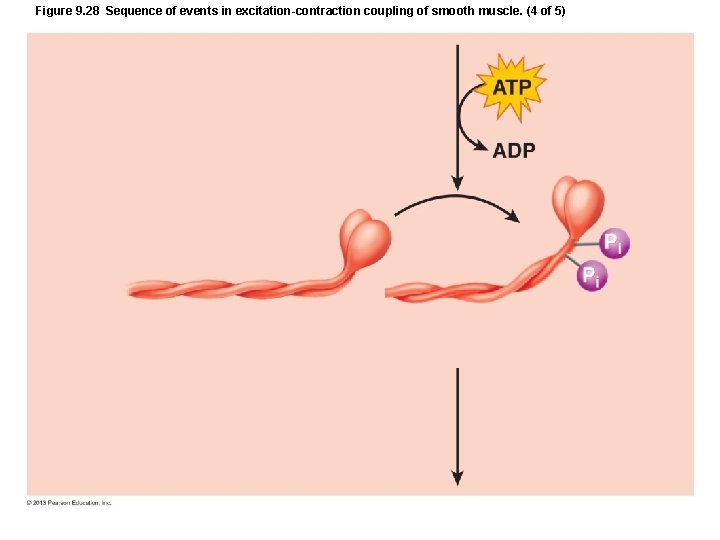 Figure 9. 28 Sequence of events in excitation-contraction coupling of smooth muscle. (4 of Figure 9. 28 Sequence of events in excitation-contraction coupling of smooth muscle. (4 of