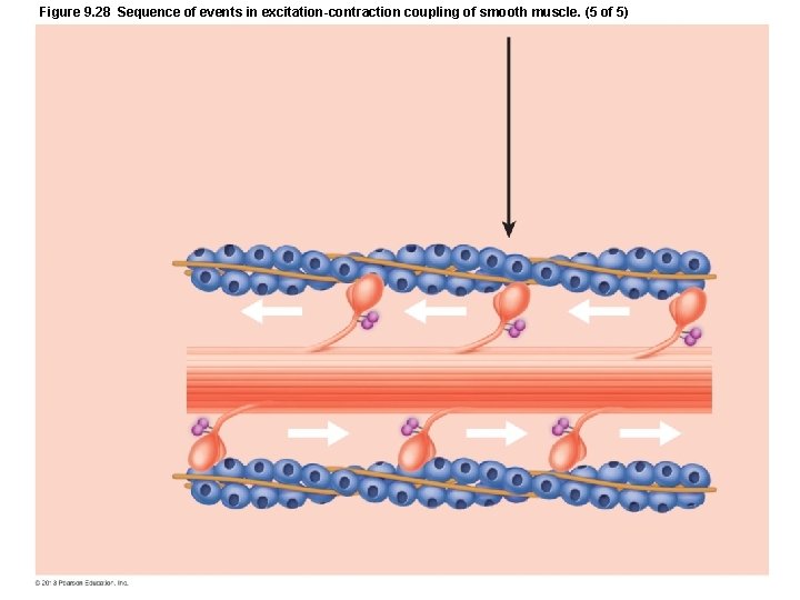 Figure 9. 28 Sequence of events in excitation-contraction coupling of smooth muscle. (5 of Figure 9. 28 Sequence of events in excitation-contraction coupling of smooth muscle. (5 of