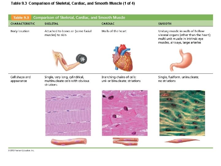 Table 9. 3 Comparison of Skeletal, Cardiac, and Smooth Muscle (1 of 4) Table 9. 3 Comparison of Skeletal, Cardiac, and Smooth Muscle (1 of 4)