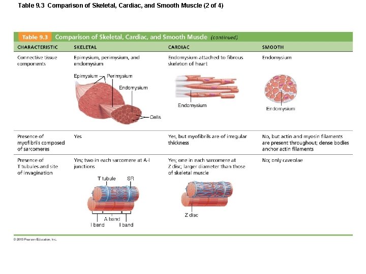 Table 9. 3 Comparison of Skeletal, Cardiac, and Smooth Muscle (2 of 4) Table 9. 3 Comparison of Skeletal, Cardiac, and Smooth Muscle (2 of 4)