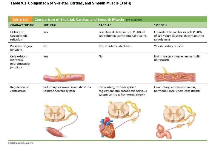 Table 9. 3 Comparison of Skeletal, Cardiac, and Smooth Muscle (3 of 4) Table 9. 3 Comparison of Skeletal, Cardiac, and Smooth Muscle (3 of 4)