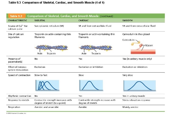 Table 9. 3 Comparison of Skeletal, Cardiac, and Smooth Muscle (4 of 4) Table 9. 3 Comparison of Skeletal, Cardiac, and Smooth Muscle (4 of 4)
