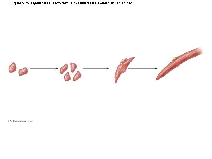 Figure 9. 29 Myoblasts fuse to form a multinucleate skeletal muscle fiber. Figure 9. 29 Myoblasts fuse to form a multinucleate skeletal muscle fiber.