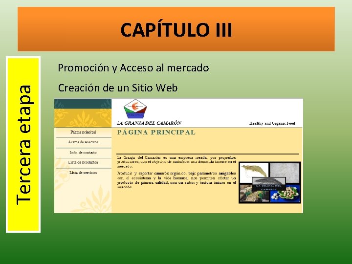 CAPÍTULO III Tercera etapa Promoción y Acceso al mercado Creación de un Sitio Web