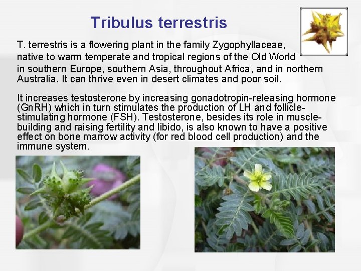 Tribulus terrestris T. terrestris is a flowering plant in the family Zygophyllaceae, native to