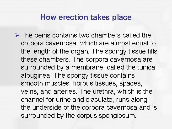 How erection takes place Ø The penis contains two chambers called the corpora cavernosa,