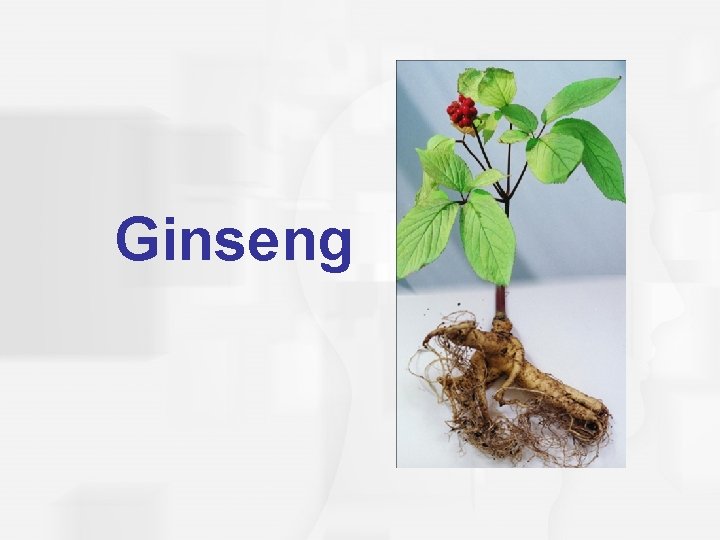 Ginseng 