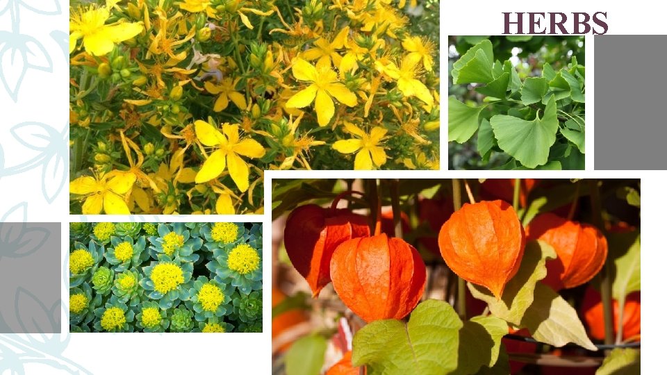 HERBS 