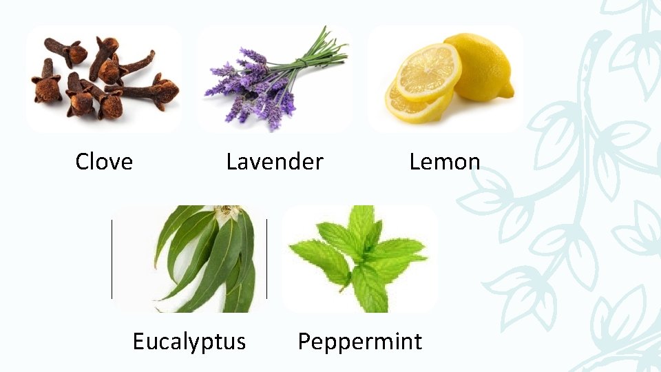Clove Lavender Eucalyptus Lemon Peppermint 