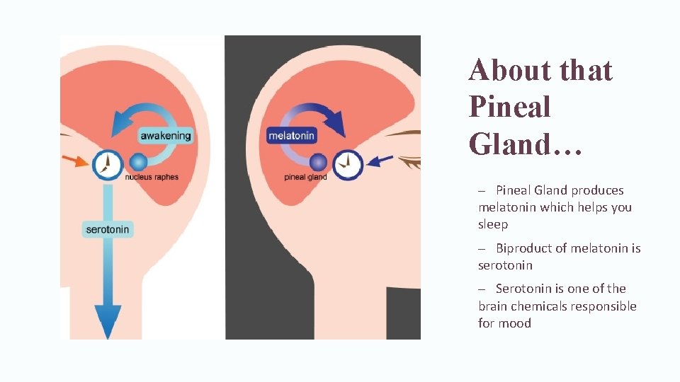 About that Pineal Gland… – Pineal Gland produces melatonin which helps you sleep –