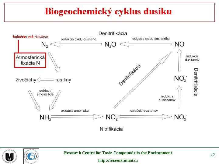 Biogeochemický cyklus dusíku baktérie: rod rizobium Research Centre for Toxic Compounds in the Environment