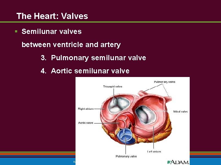 The Heart: Valves § Semilunar valves between ventricle and artery 3. Pulmonary semilunar valve The Heart: Valves § Semilunar valves between ventricle and artery 3. Pulmonary semilunar valve