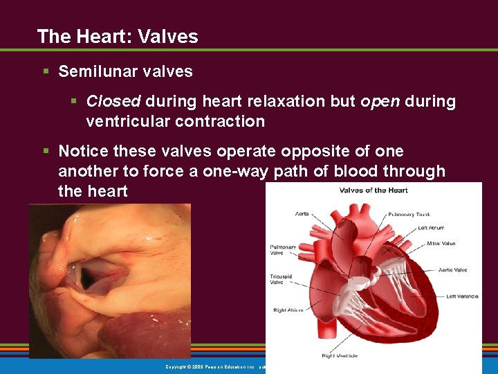 The Heart: Valves § Semilunar valves § Closed during heart relaxation but open during The Heart: Valves § Semilunar valves § Closed during heart relaxation but open during