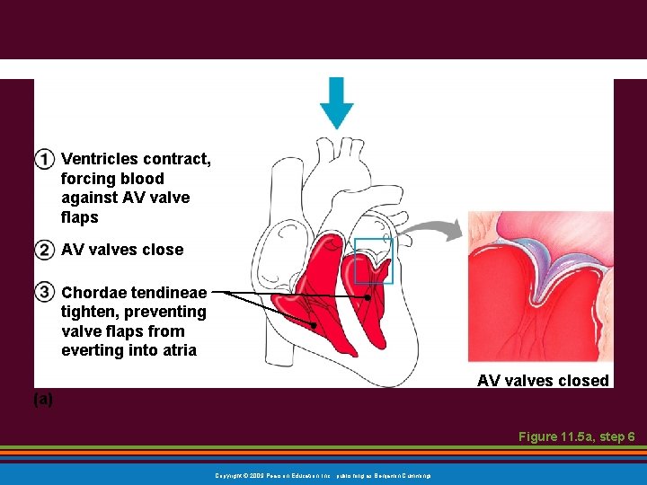 Ventricles contract, forcing blood against AV valve flaps AV valves close Chordae tendineae tighten, Ventricles contract, forcing blood against AV valve flaps AV valves close Chordae tendineae tighten,