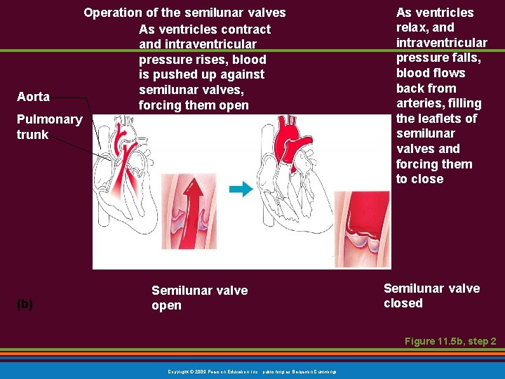 Aorta Operation of the semilunar valves As ventricles contract and intraventricular pressure rises, blood Aorta Operation of the semilunar valves As ventricles contract and intraventricular pressure rises, blood