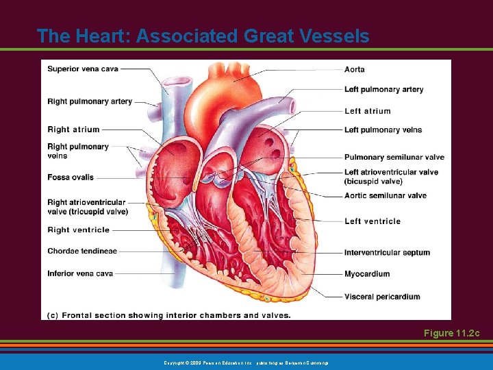 The Heart: Associated Great Vessels Figure 11. 2 c Copyright © 2009 Pearson Education, The Heart: Associated Great Vessels Figure 11. 2 c Copyright © 2009 Pearson Education,