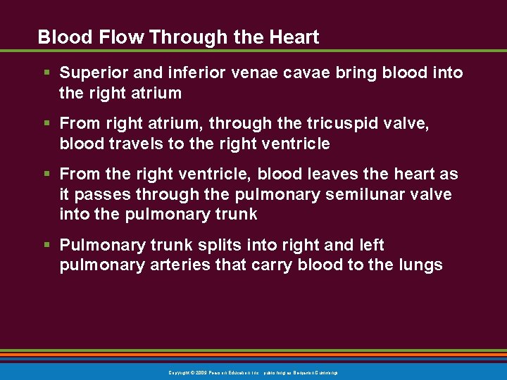 Blood Flow Through the Heart § Superior and inferior venae cavae bring blood into Blood Flow Through the Heart § Superior and inferior venae cavae bring blood into