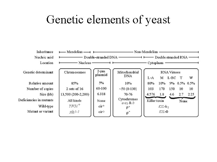 Genetic elements of yeast 